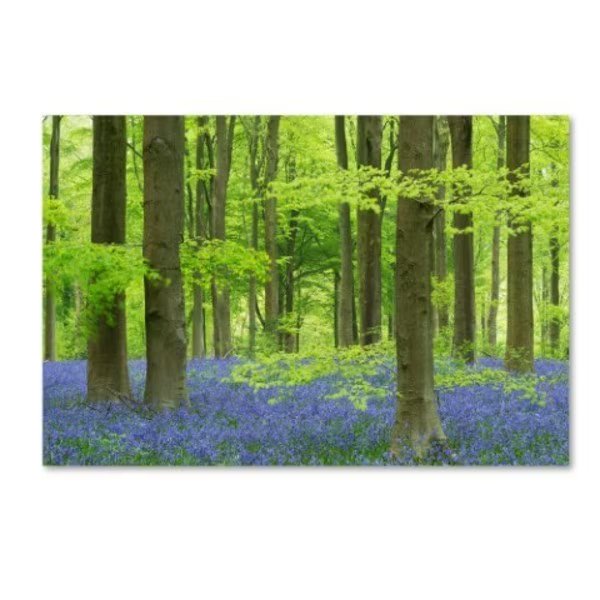 Adam Burton 'Woodland Realms' Canvas Art, 16x24, Trademark Fine Art, Mfr#: ALI7302-C1624GG